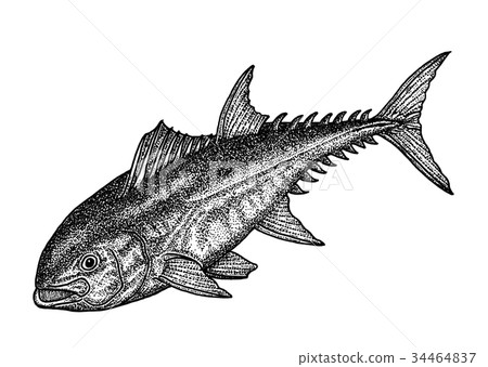 藍鰭金槍魚 藍鰭金槍魚 34464837
