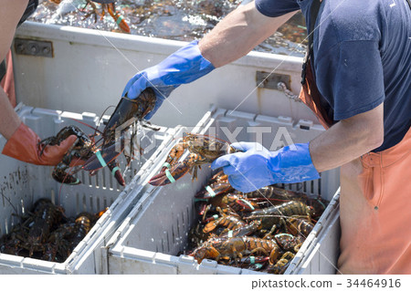 Sorting live lobsters on a boat in Maine 34464916