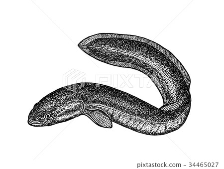 eel 34465027