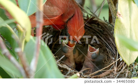 Male cardinal bird feeding his young in the nest Male cardinal bird feeding his young in the nest 34465080