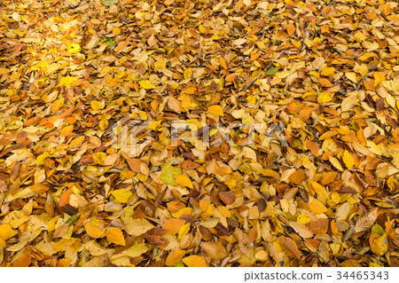 nature, season, fall concept. wonderful background nature, season, fall concept. wonderful background 34465343