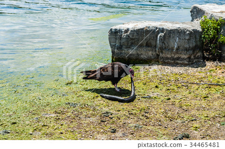 Turkey vulture eating dead eel by water and rocks. 34465481