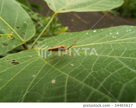 Hoshi Hararillo Helicopter bug 34465617