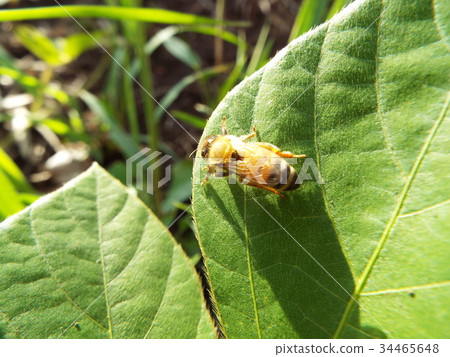 A bee 34465648