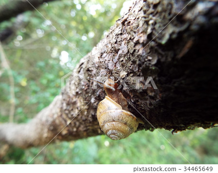 snails  34465649