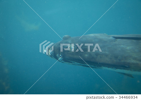 Atlantic Sea Park in Alesund, Norway Atlantic Sea Park in Alesund, Norway 34466934