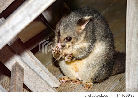 brush tailed possum raccoon in Kangaroo Island brush tailed possum raccoon in Kangaroo Island 34466983