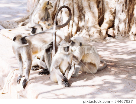 Gray langurs monkey. India Gray langurs monkey. India 34467027