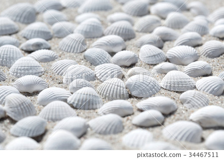 Shells on the beach as background Shells on the beach as background 34467511