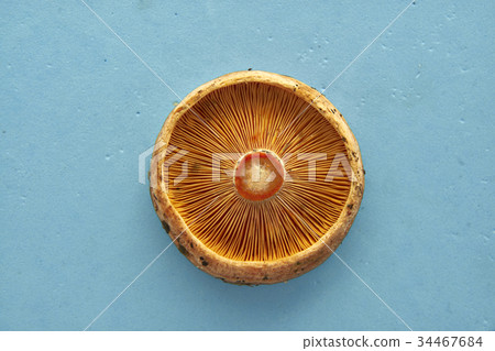 Saffron milk cup mushroom on blue background 34467684
