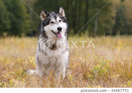 Dog breed Alaskan Malamute sitting on meadow Dog breed Alaskan Malamute sitting on meadow 34467751