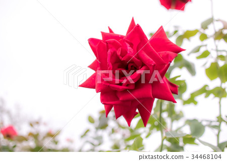 Christian Dior; Hybrid Tea Rose, Red Rose 34468104