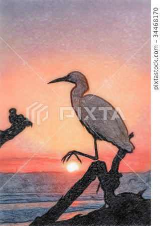 Colored Pencil Drawing; The Snowy Egret  34468170