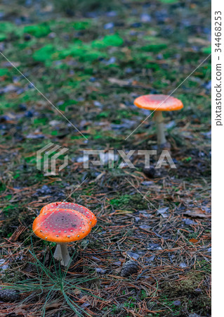 Red poisonous Amanita mushrooms 34468253