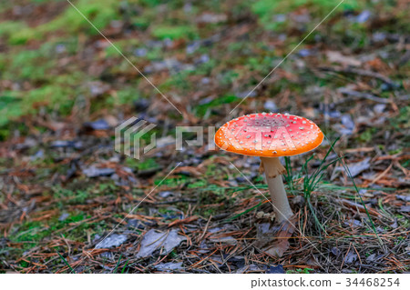 Red poisonous Amanita mushroom 34468254