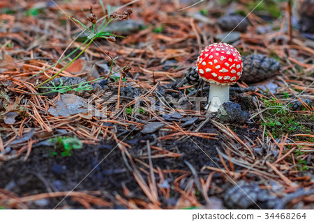 Red poisonous Amanita mushroom 34468264