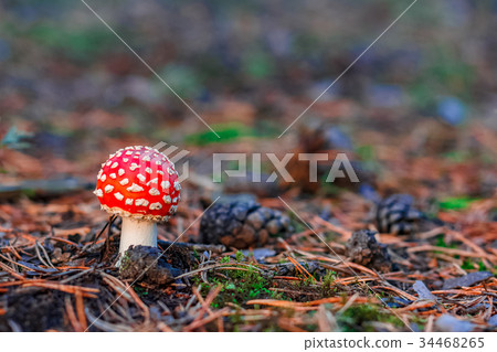 Red poisonous Amanita mushroom Red poisonous Amanita mushroom 34468265