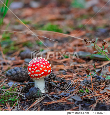 Red poisonous Amanita mushroom 34468280