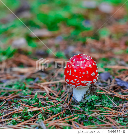 Red poisonous Amanita mushroom Red poisonous Amanita mushroom 34468348