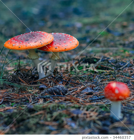 Red poisonous Amanita mushrooms 34468357