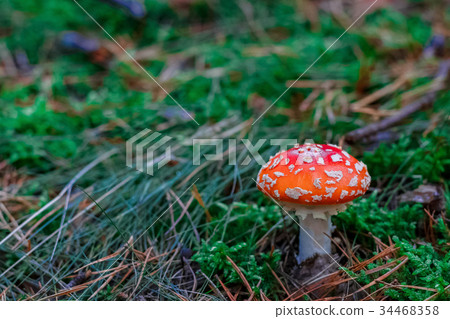 Red poisonous Amanita mushroom Red poisonous Amanita mushroom 34468358