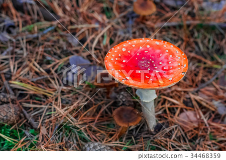 Red poisonous Amanita mushroom 34468359
