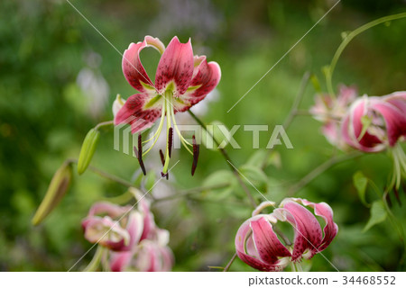 Ladybug Ladybug 34468552