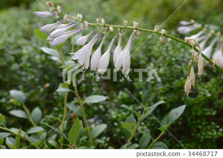 玉簪 玉簪 34468717