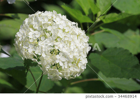 繡球花安娜貝爾 34468914