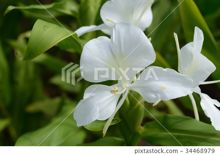 花草市Hanashukusha 34468979