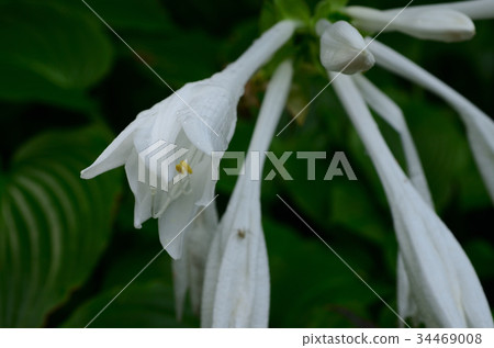 Maruba-Tama-no-Kansashi-Maruha Jade 34469008