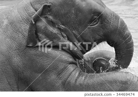 Bathing in an elephant 34469474