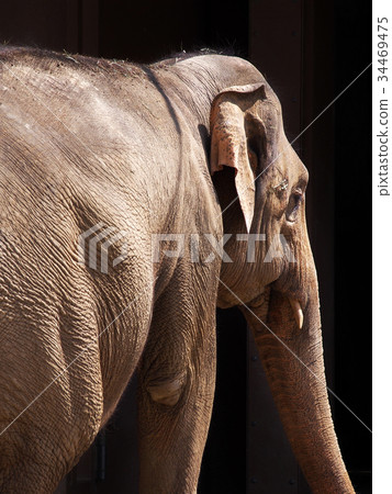 Asian elephant in the sun 34469475