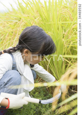 Children harvesting rice Children harvesting rice 34469592
