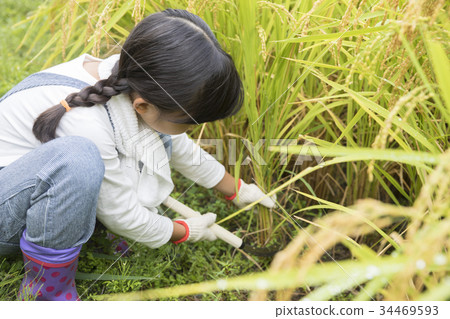 Children harvesting rice Children harvesting rice 34469593