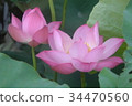 Lotus flower  34470560
