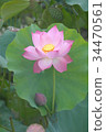 Lotus flower  34470561