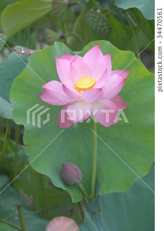 Lotus flower  34470561