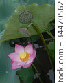 Lotus flower  34470562