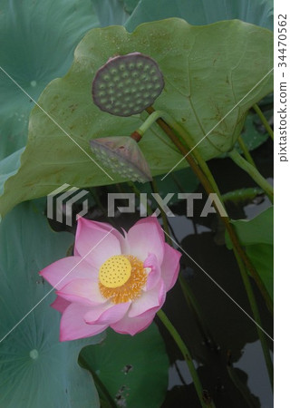 Lotus flower  34470562