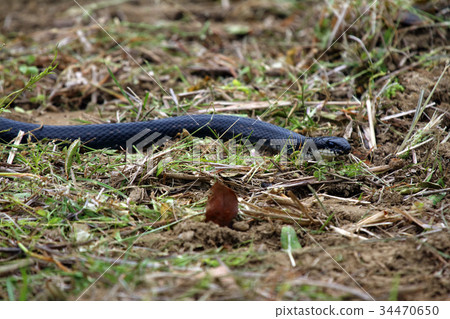Japanese snake 34470650