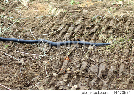 Japanese snake Japanese snake 34470655