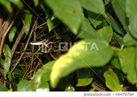 Shimate snake Shimate snake 34470704