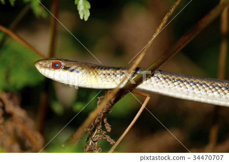 Shimate snake 34470707