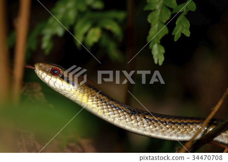 Shimate snake 34470708