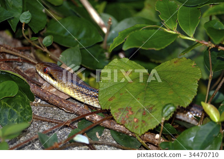 Shimate snake Shimate snake 34470710