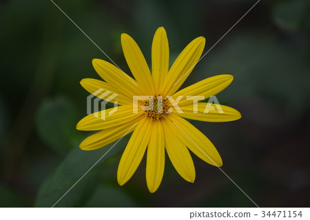 耶路撒冷朝鮮薊花 34471154