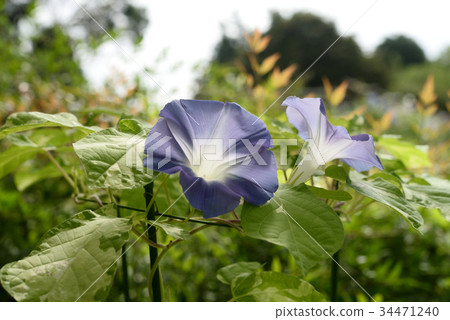 Morning glory 240 34471240