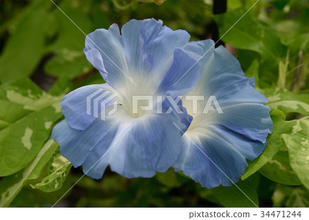 Morning glory 242 Morning glory 242 34471244