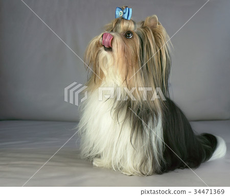 Beautiful male Beaver Yorkshire Terrier with bow 34471369